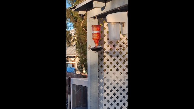 Anna's Hummingbird - ML647214001