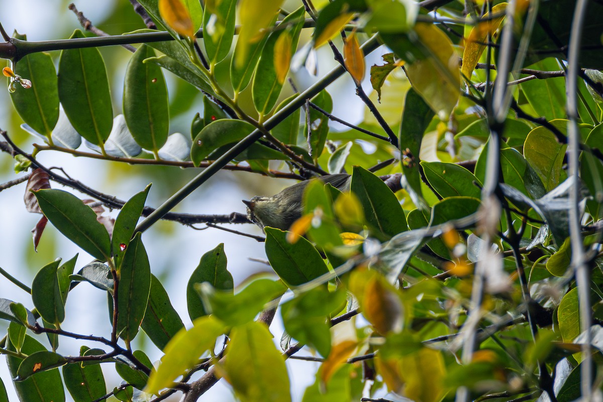 Mountain Leaf Warbler - ML647214055