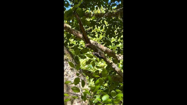 Downy Woodpecker - ML647214057