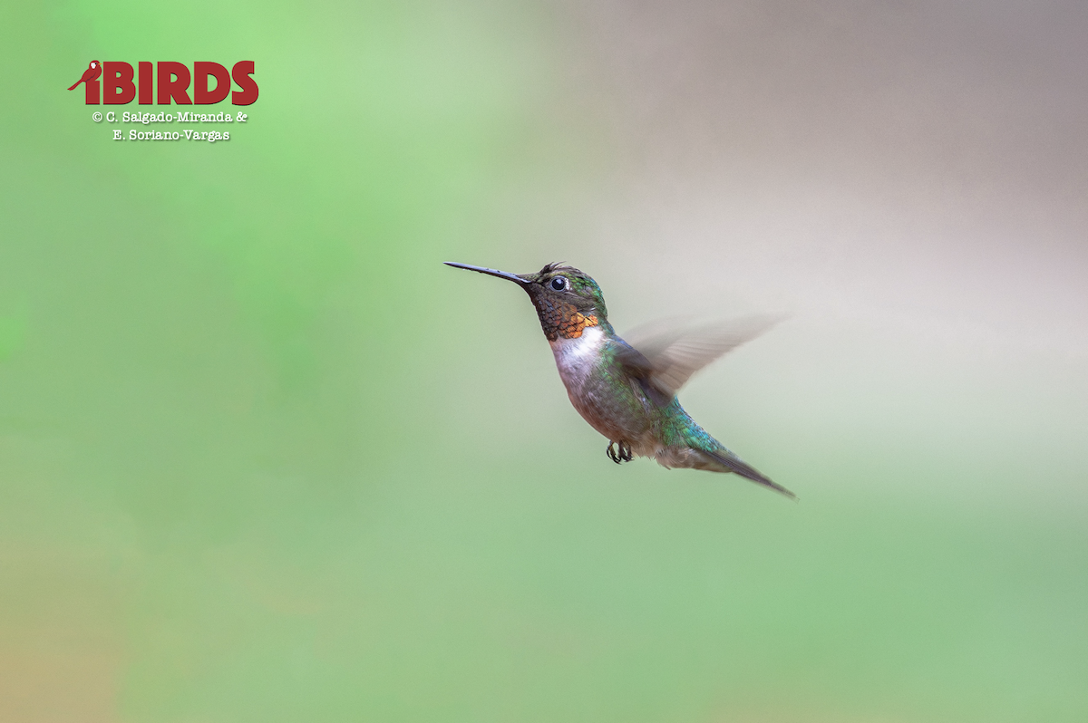 Colibri à gorge rubis - ML647214070