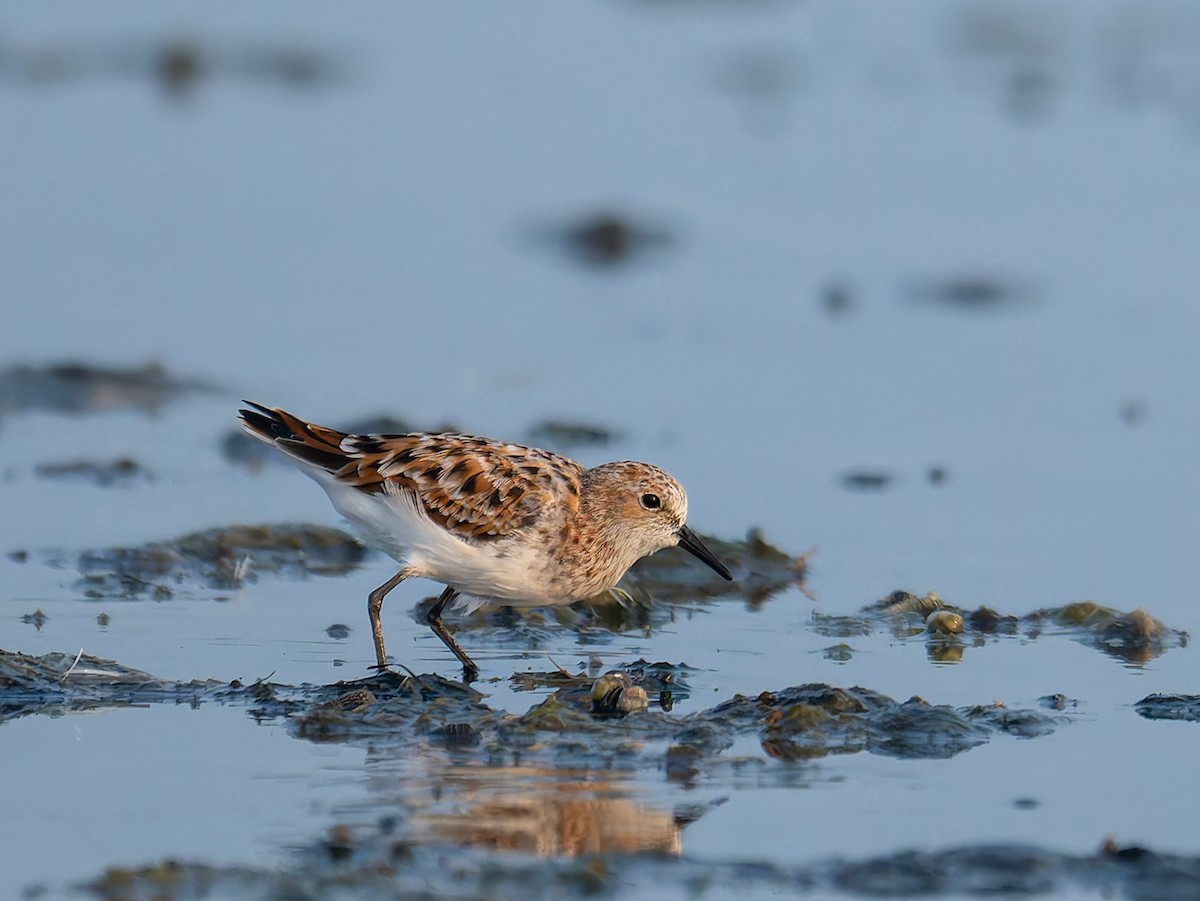 Little Stint - ML647214073