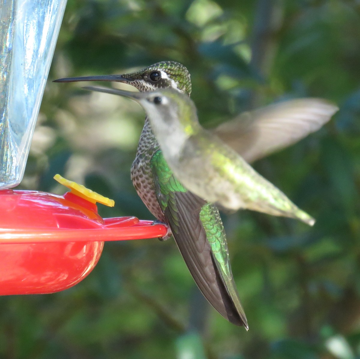 アオノドハチドリ - ML647214074