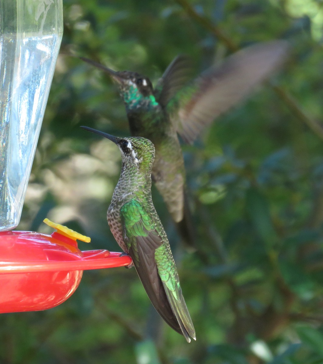 アオノドハチドリ - ML647214075