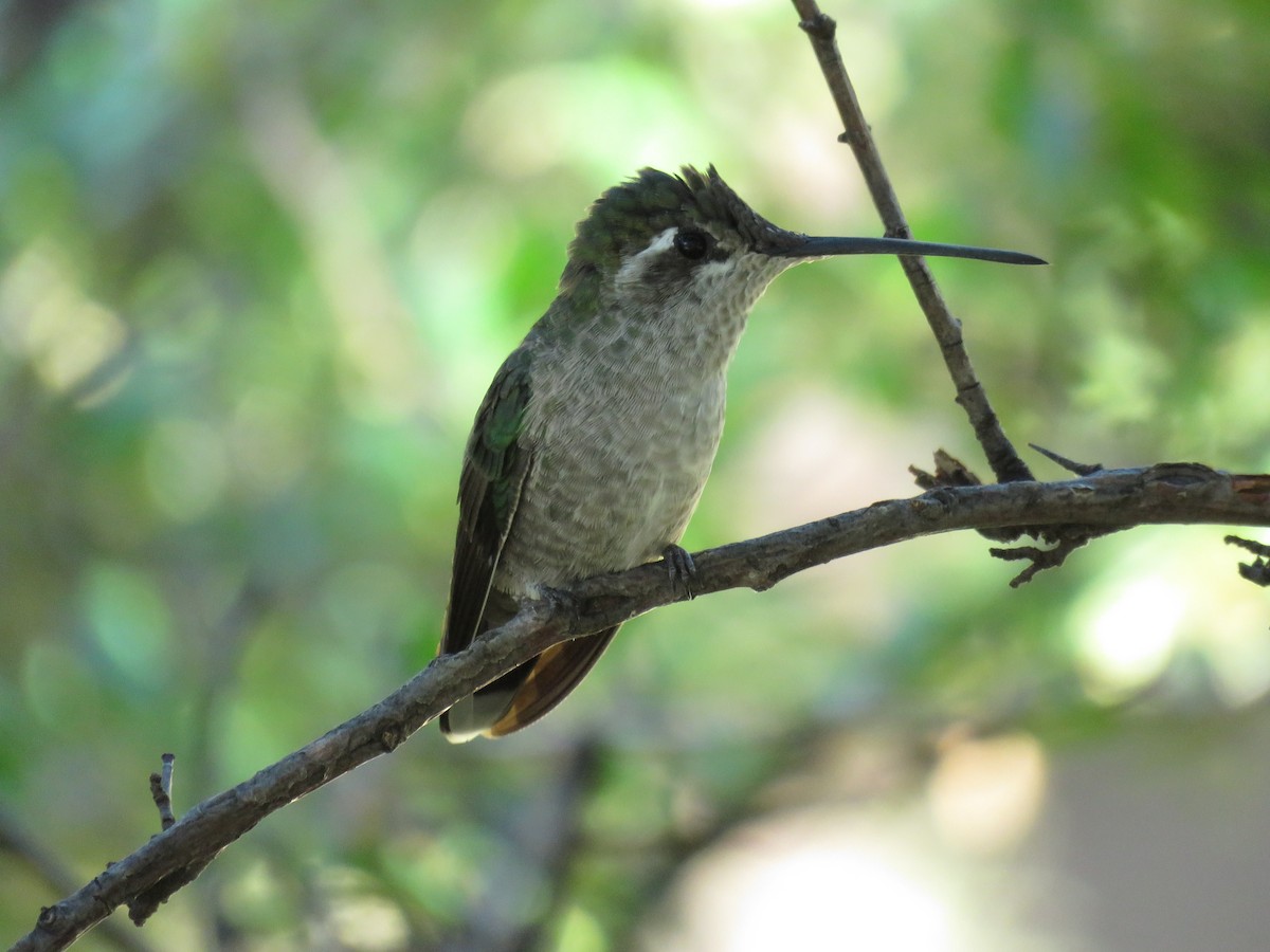 アオノドハチドリ - ML647214076