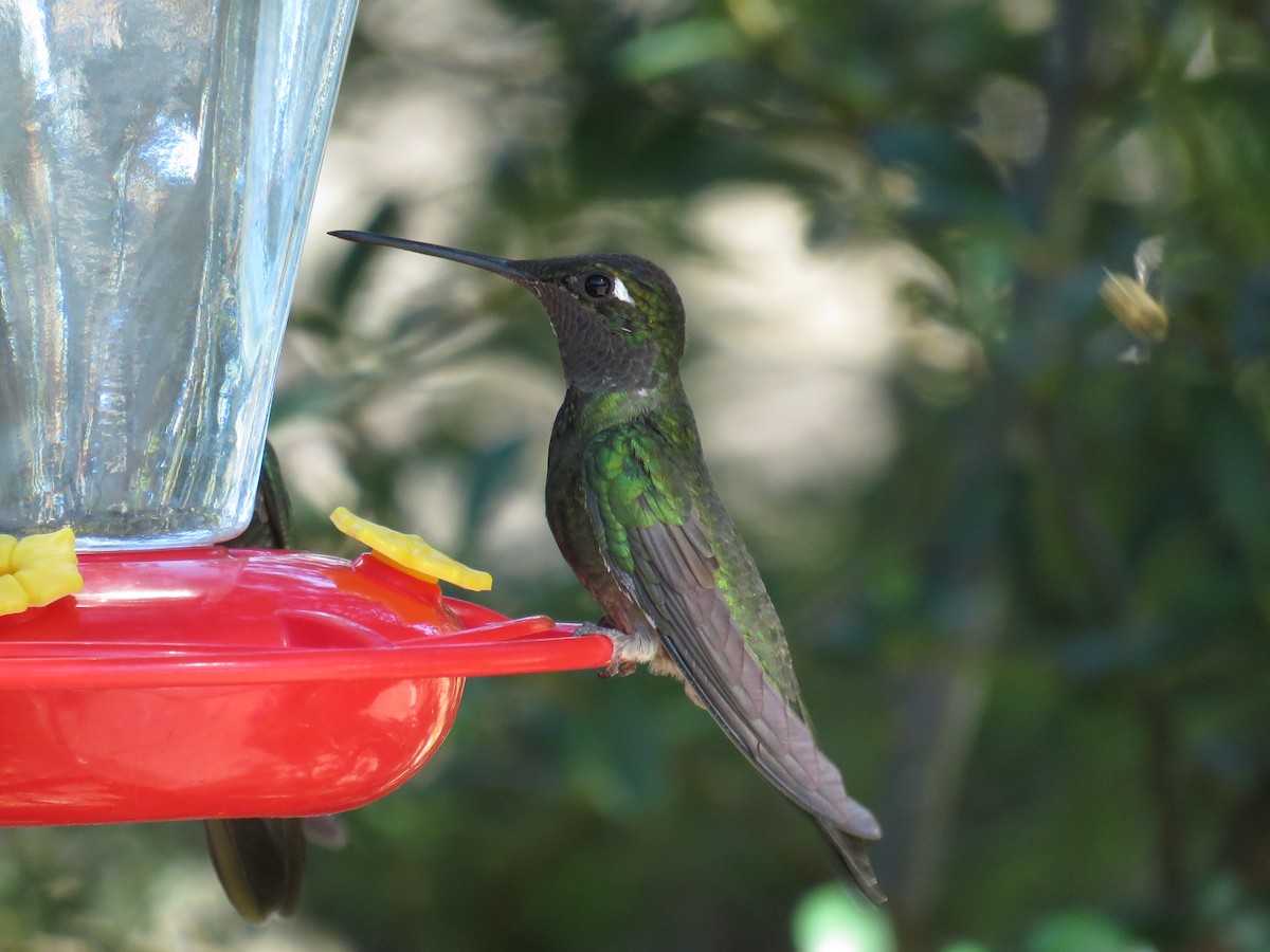 アオノドハチドリ - ML647214077