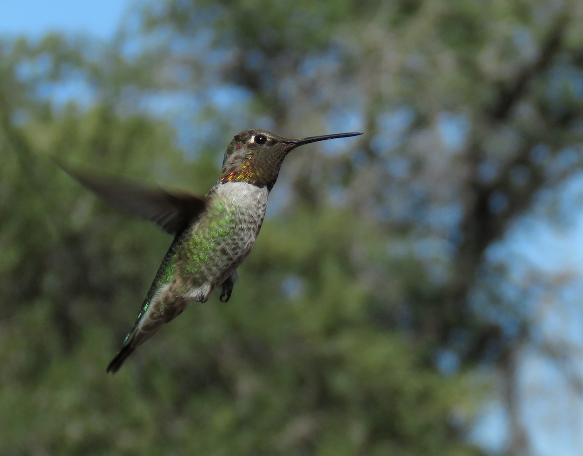 アンナハチドリ - ML647214084