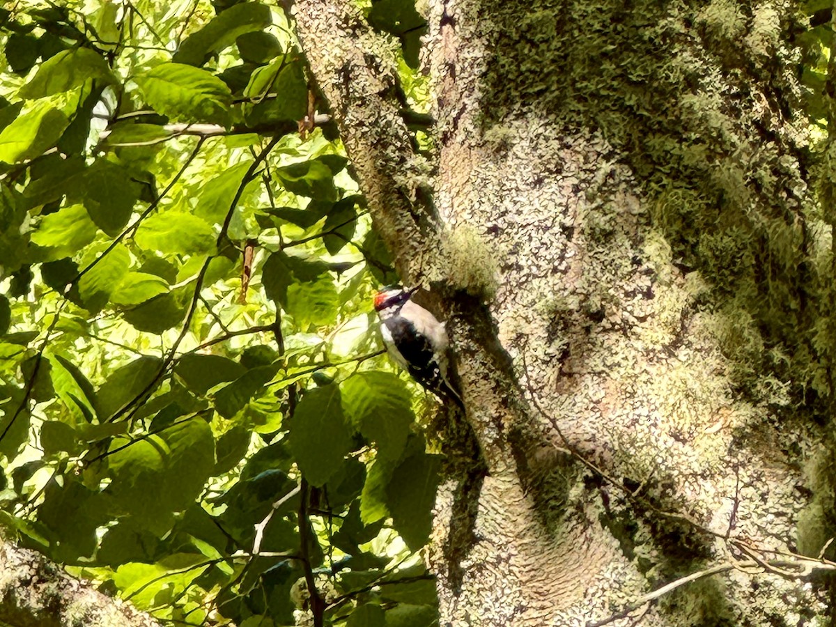 Dunenspecht - ML647214087