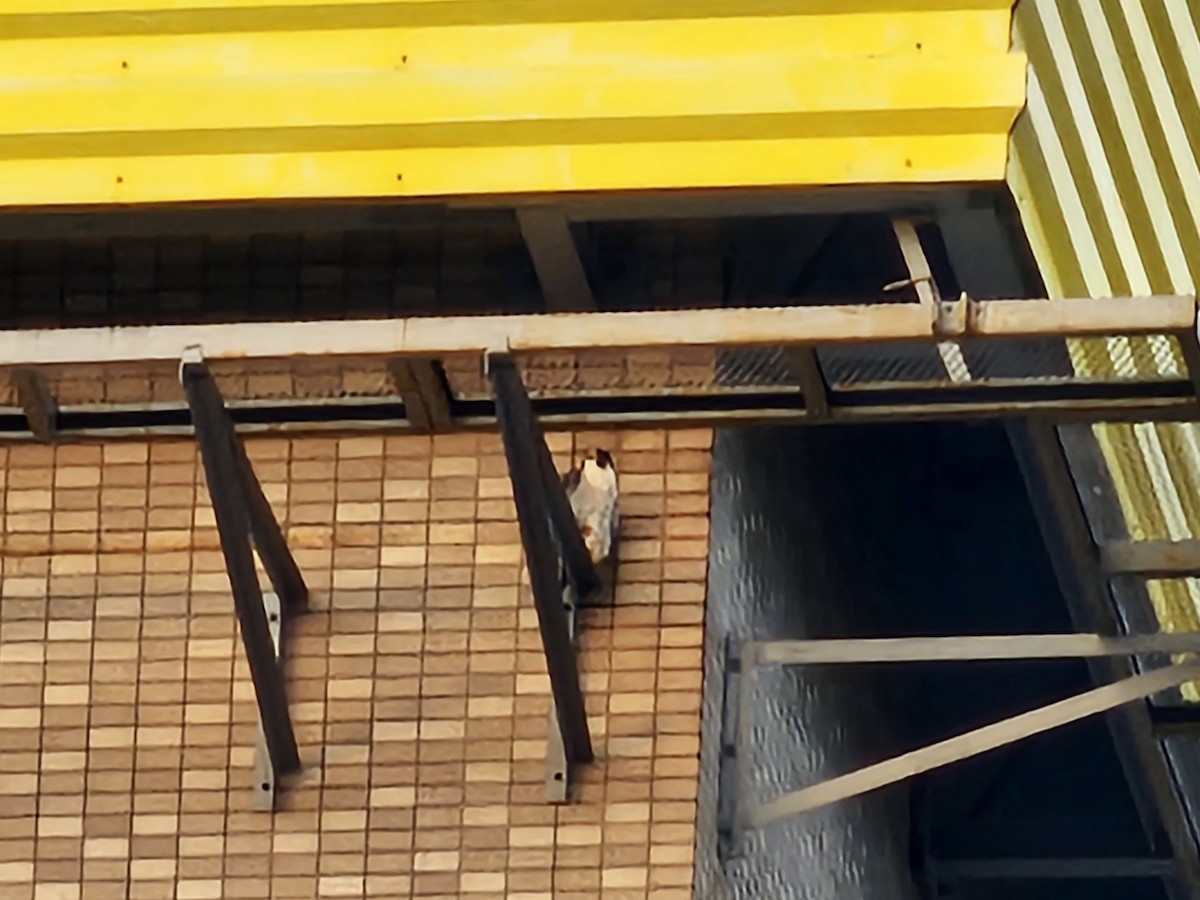 Peregrine Falcon - ML647214091