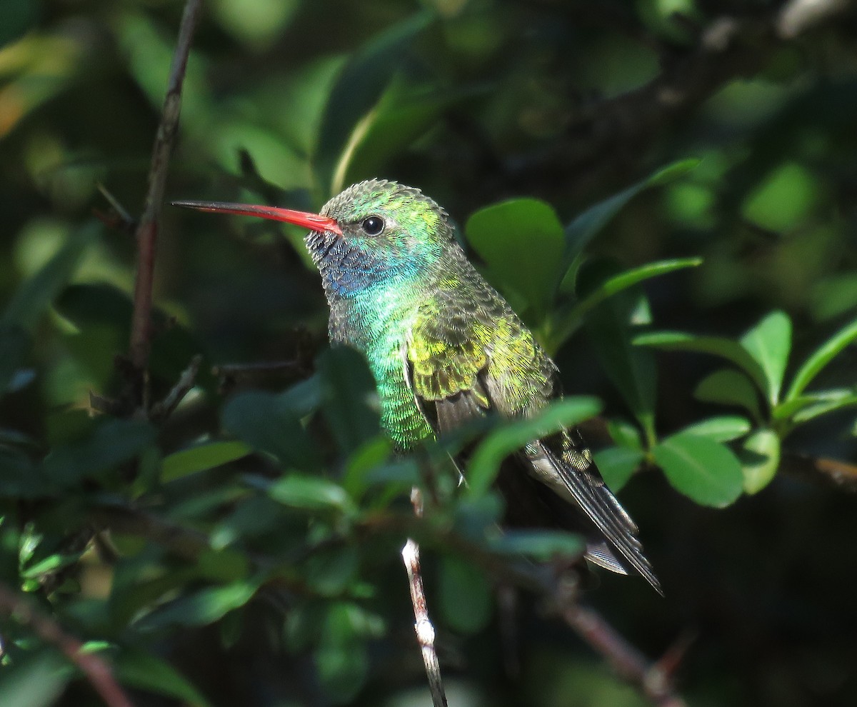 アカハシハチドリ - ML647214092