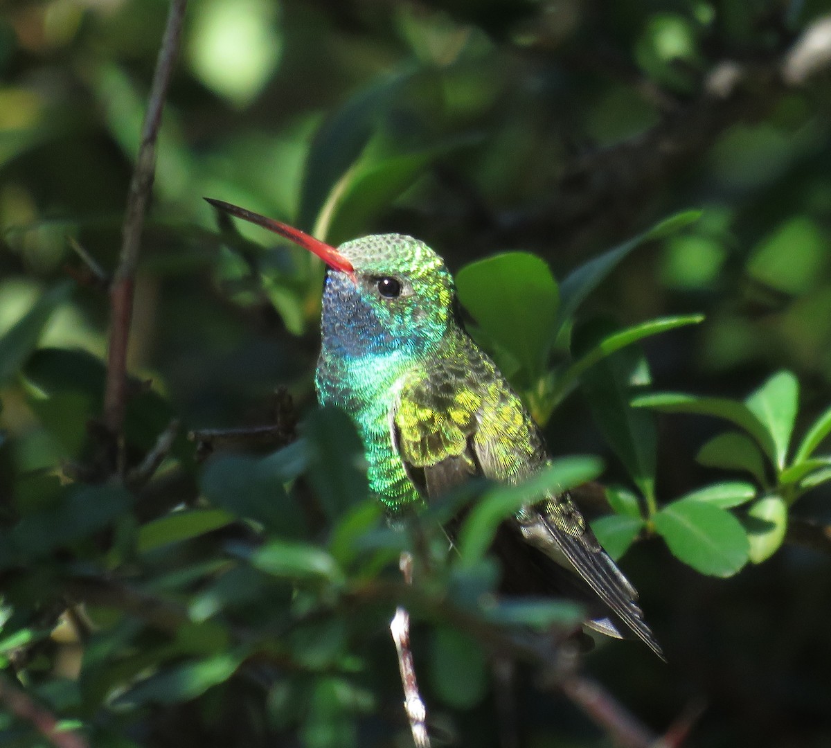 アカハシハチドリ - ML647214093