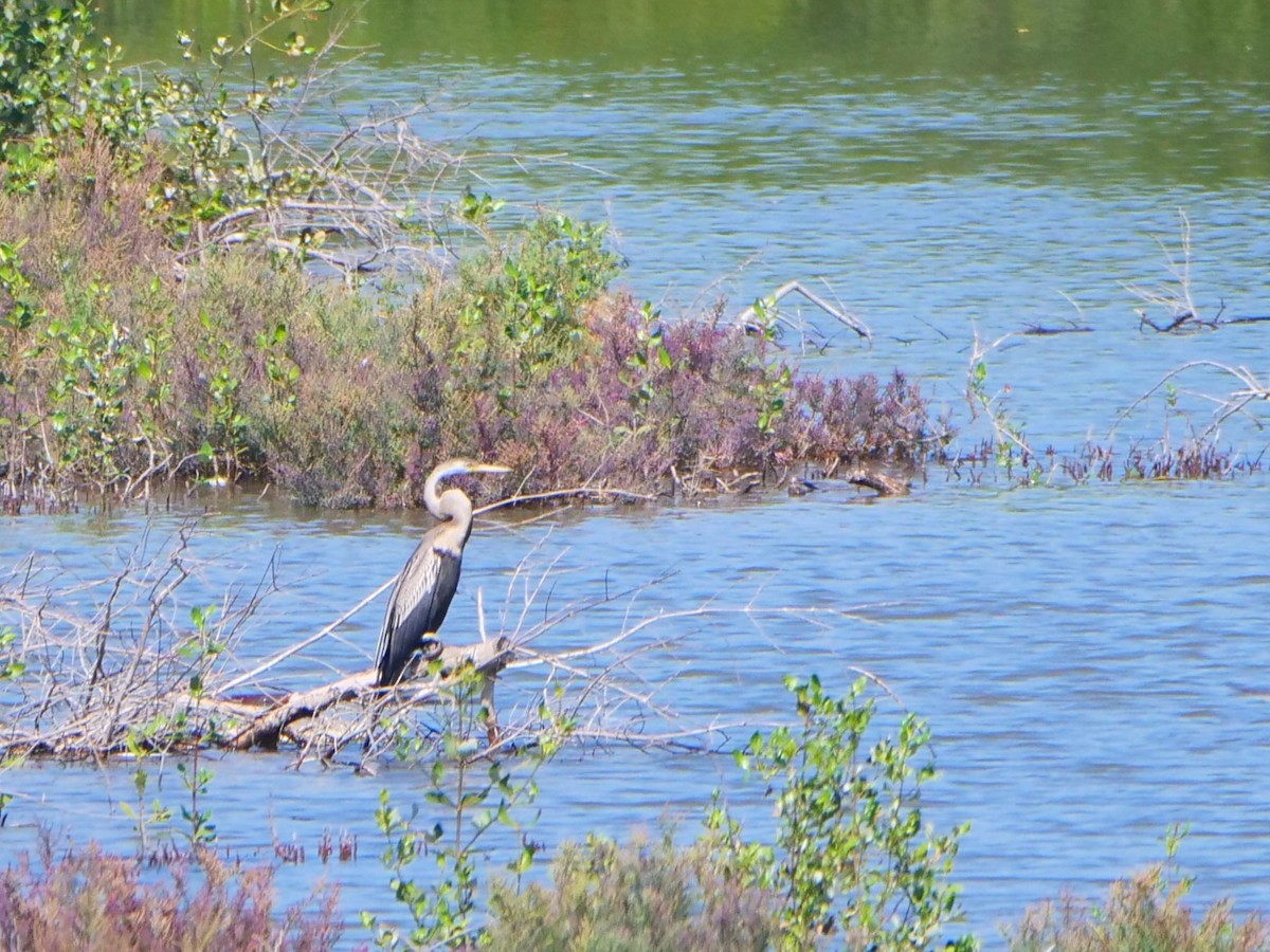 Oriental Darter - ML647214096