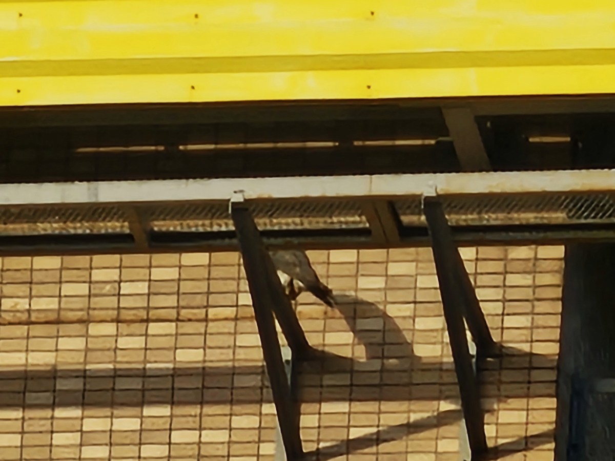 Peregrine Falcon - ML647214098