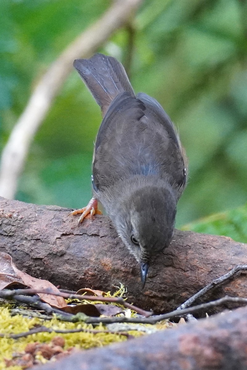 White-browed Scrubwren - ML647214099