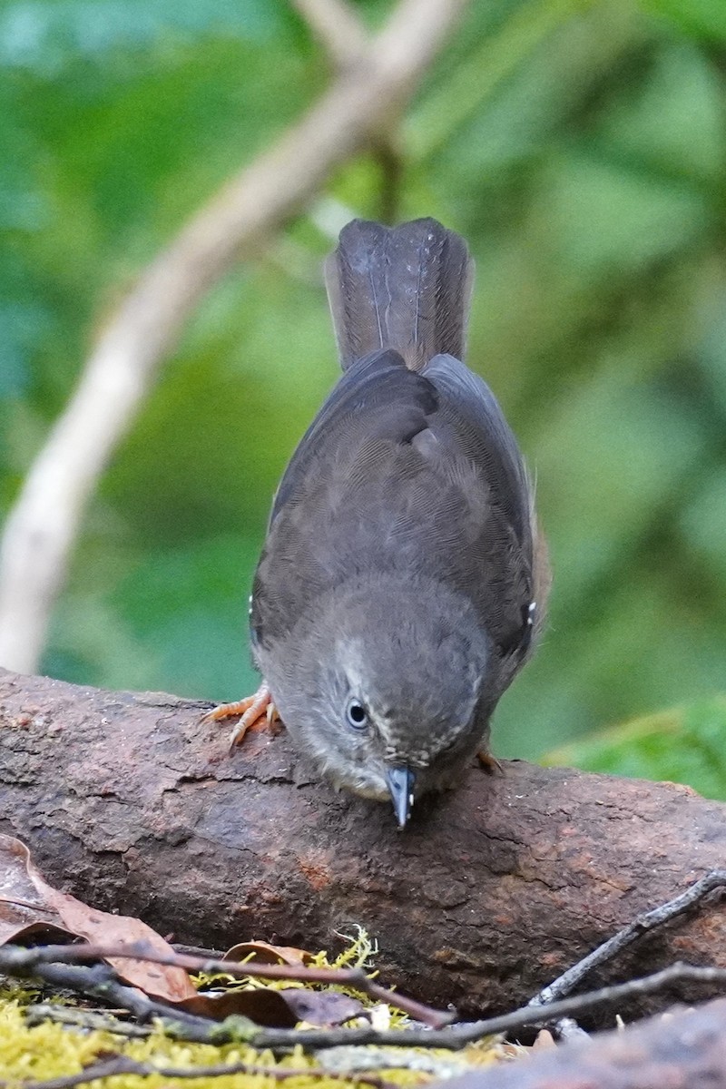 White-browed Scrubwren - ML647214100