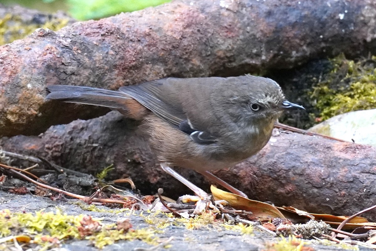 White-browed Scrubwren - ML647214101