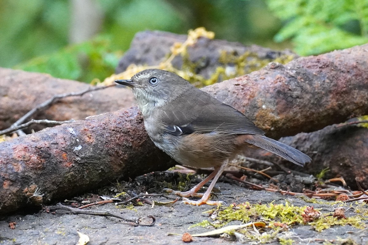 White-browed Scrubwren - ML647214102