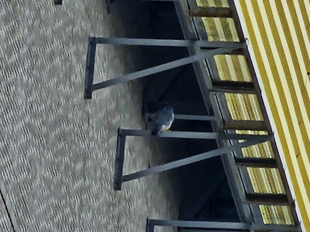 Peregrine Falcon - ML647214104