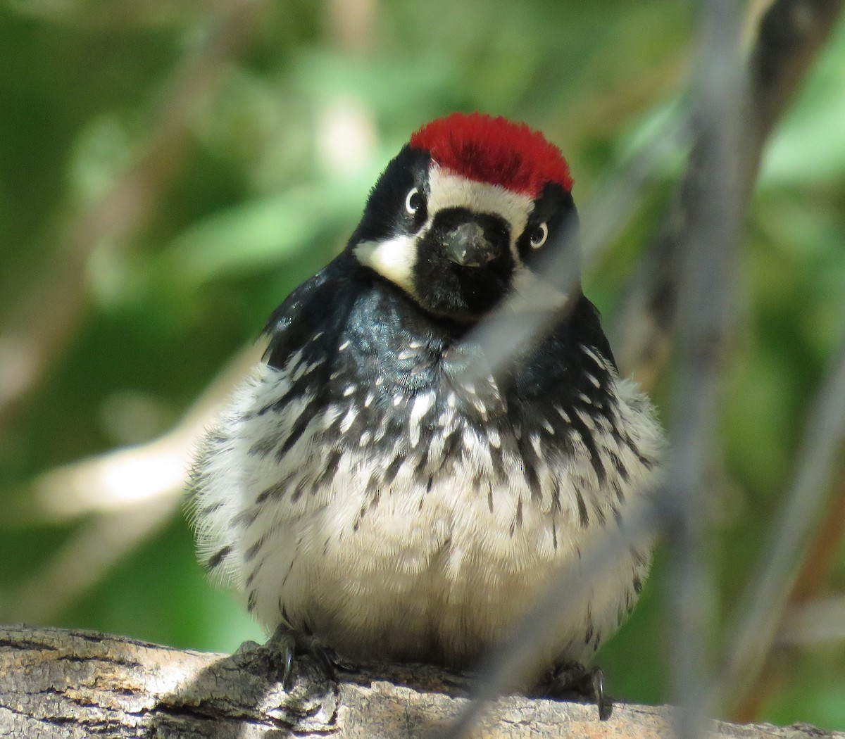 ドングリキツツキ - ML647214105