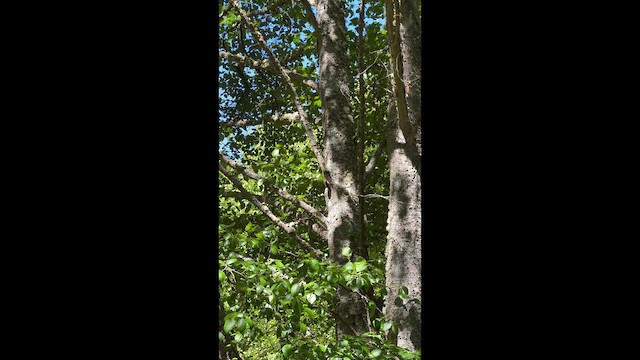 Downy Woodpecker - ML647214109