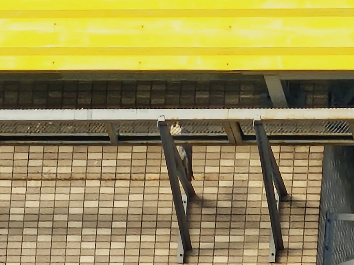 Peregrine Falcon - ML647214110