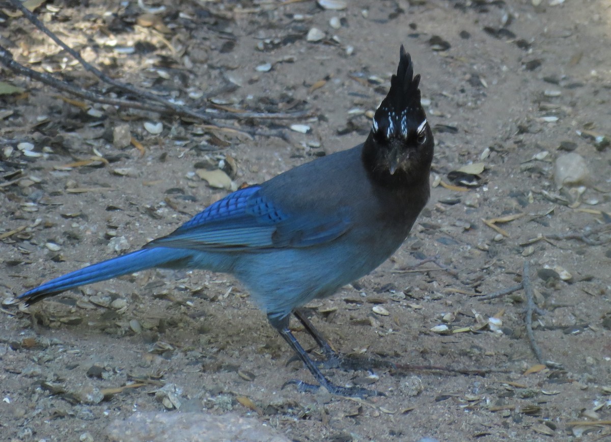 ステラーカケス - ML647214113