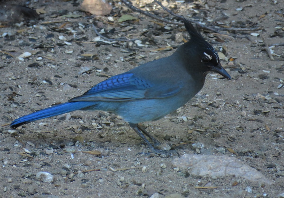 ステラーカケス - ML647214114