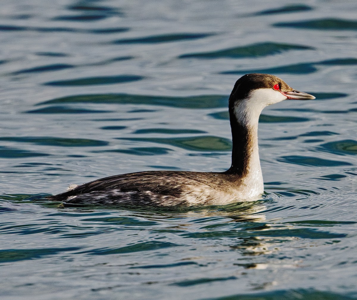 Пірникоза червоношия - ML647214125