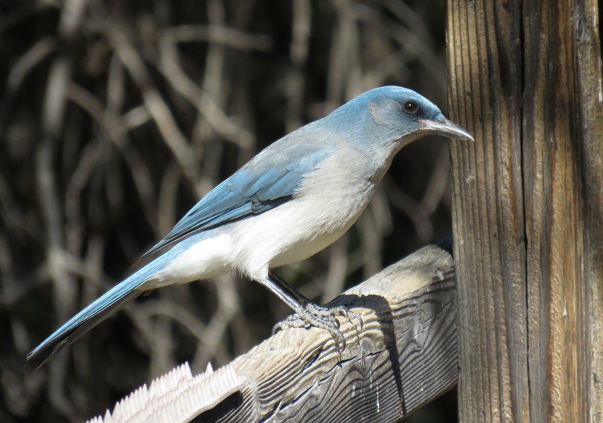 メキシコカケス - ML647214127