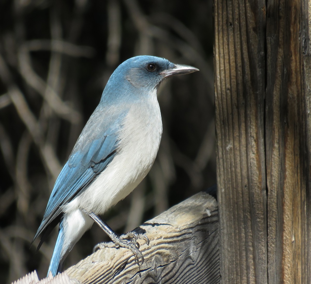 メキシコカケス - ML647214128