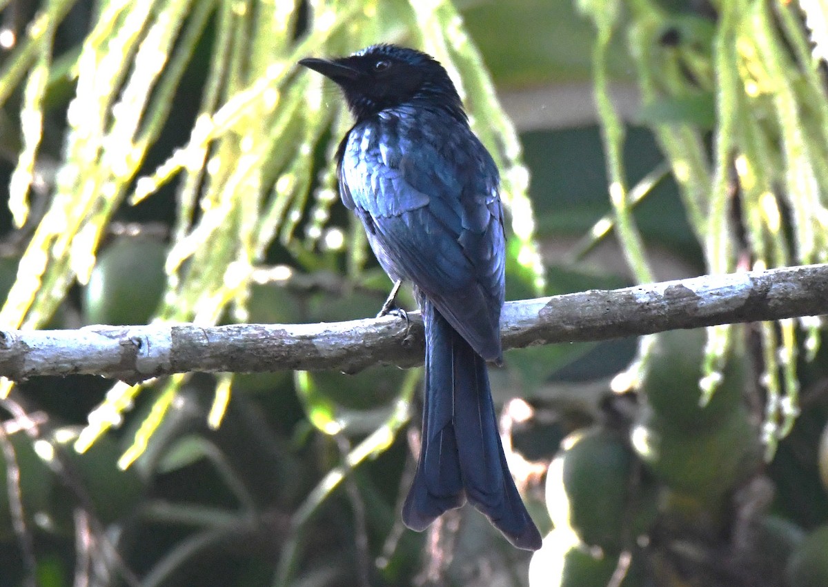 Bronzed Drongo - ML647214132