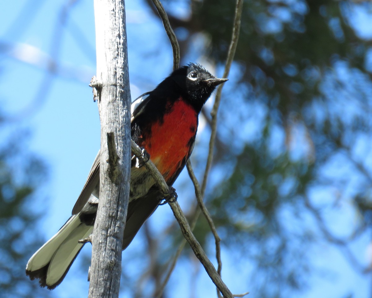 カタジロアメリカムシクイ - ML647214135