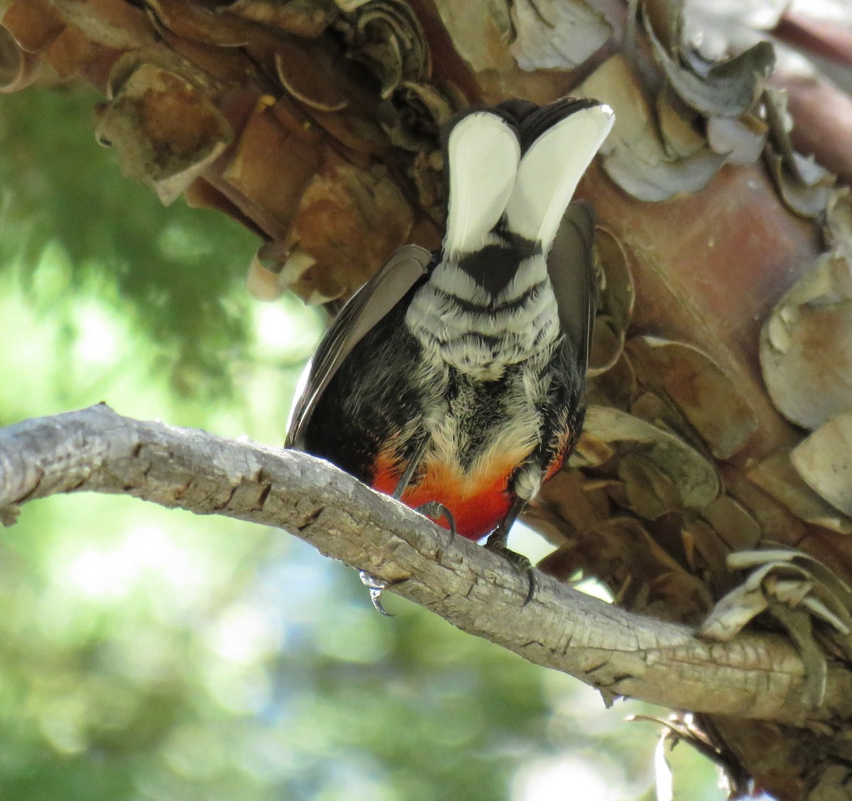 カタジロアメリカムシクイ - ML647214136