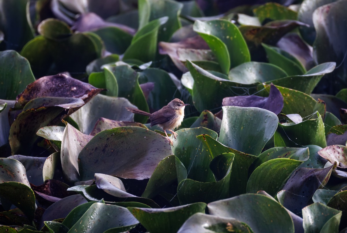 Prinia Sencilla - ML647214148