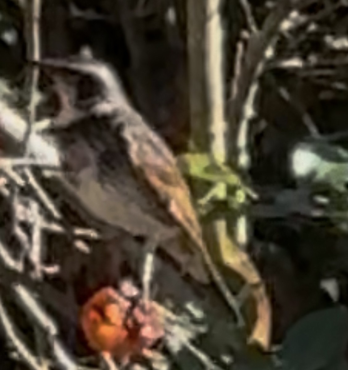 Dusky Thrush - ML647214156