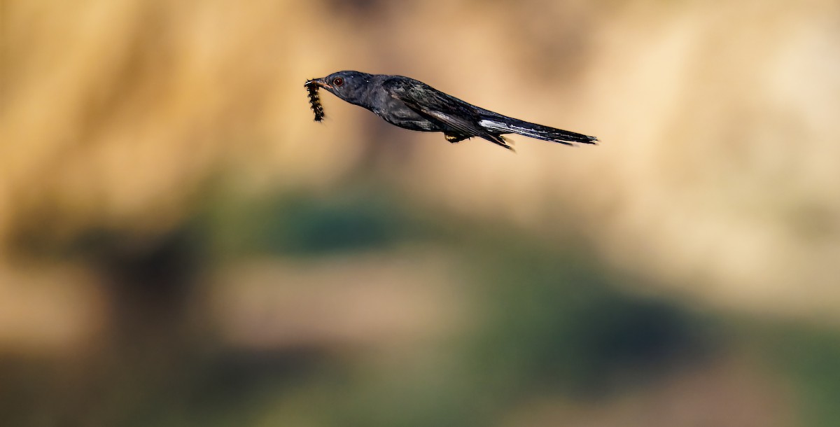 kukačka šedobřichá - ML647214161