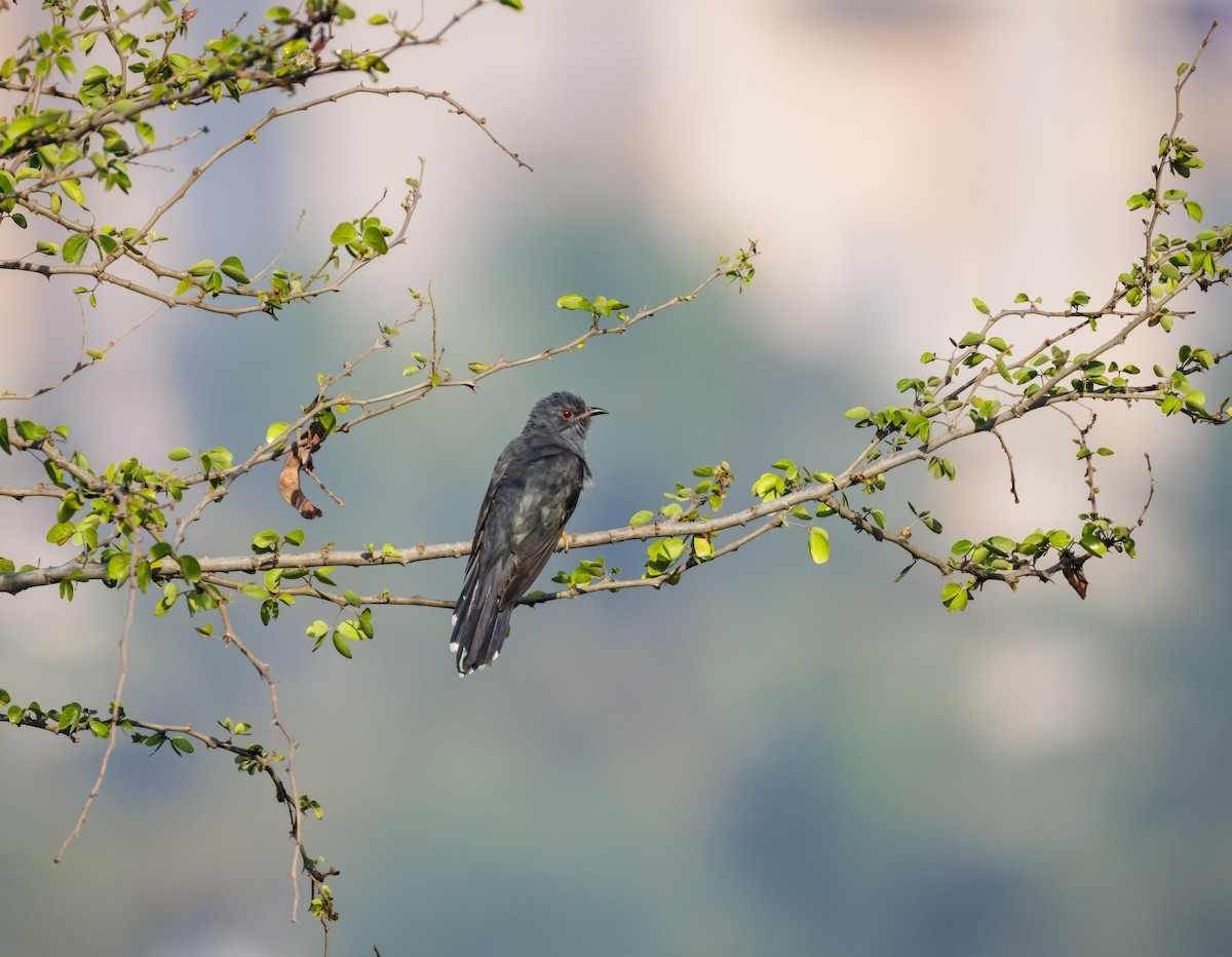 kukačka šedobřichá - ML647214162