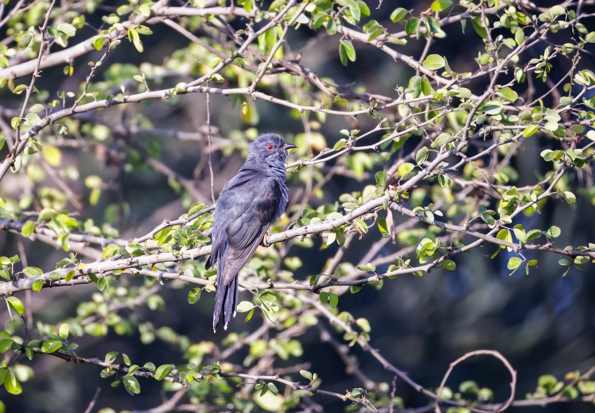 kukačka šedobřichá - ML647214163