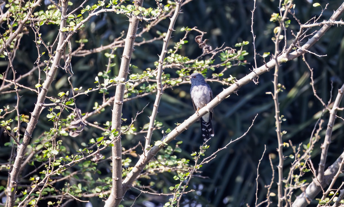 kukačka šedobřichá - ML647214169