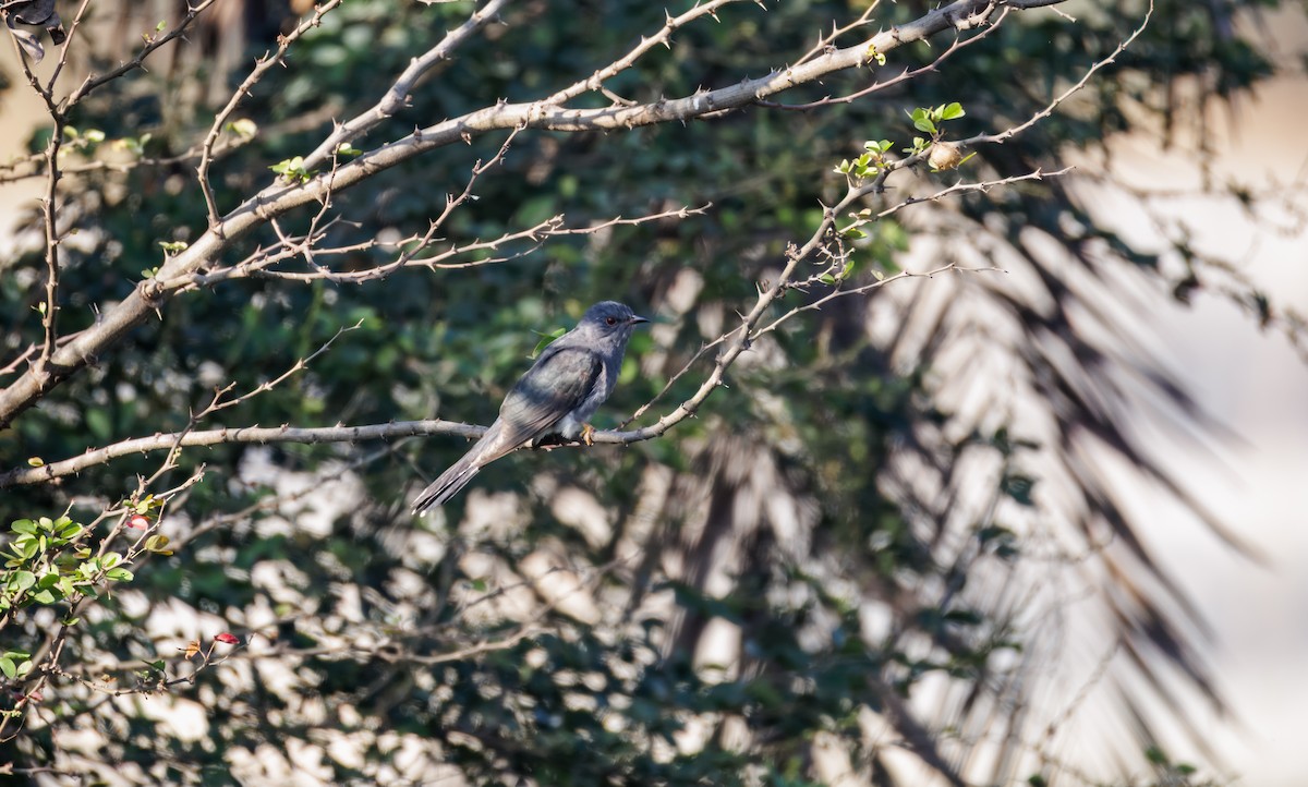 kukačka šedobřichá - ML647214170