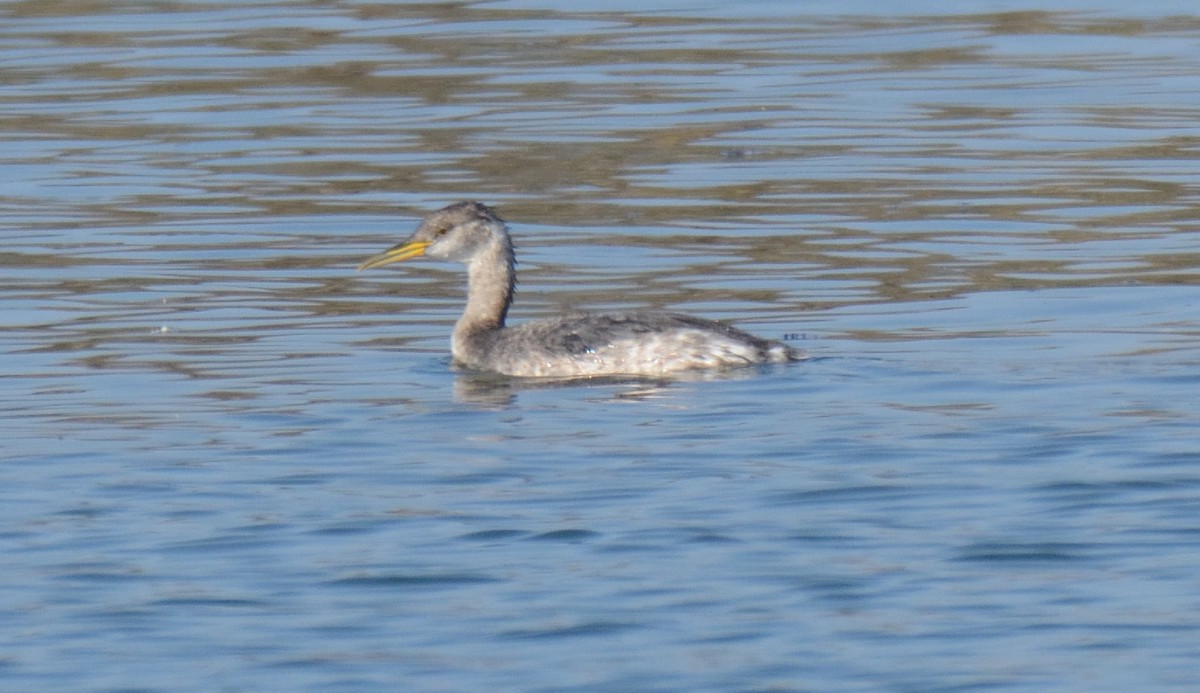 Red-necked Grebe - ML647214171
