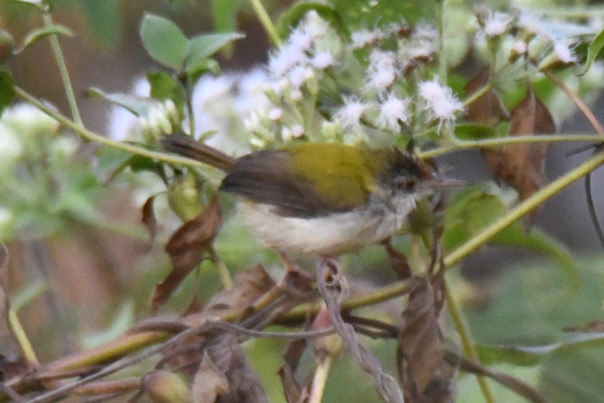 Common Tailorbird - ML647214172