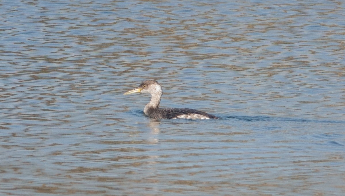 Red-necked Grebe - ML647214173