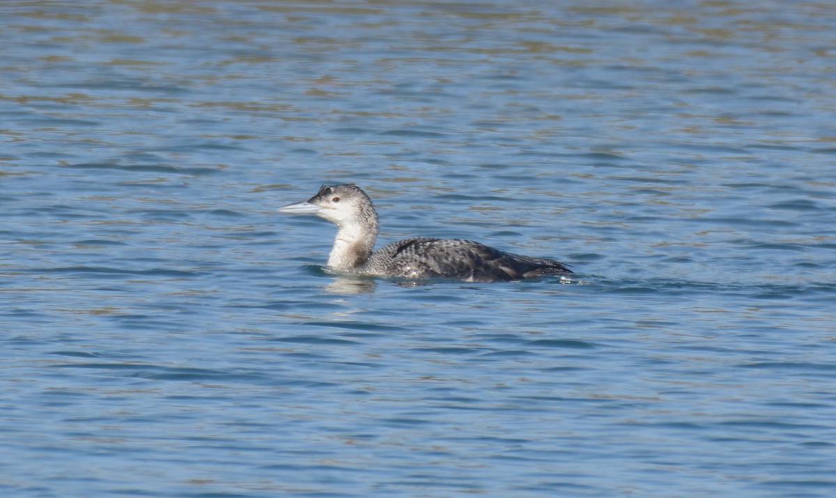Common Loon - ML647214178