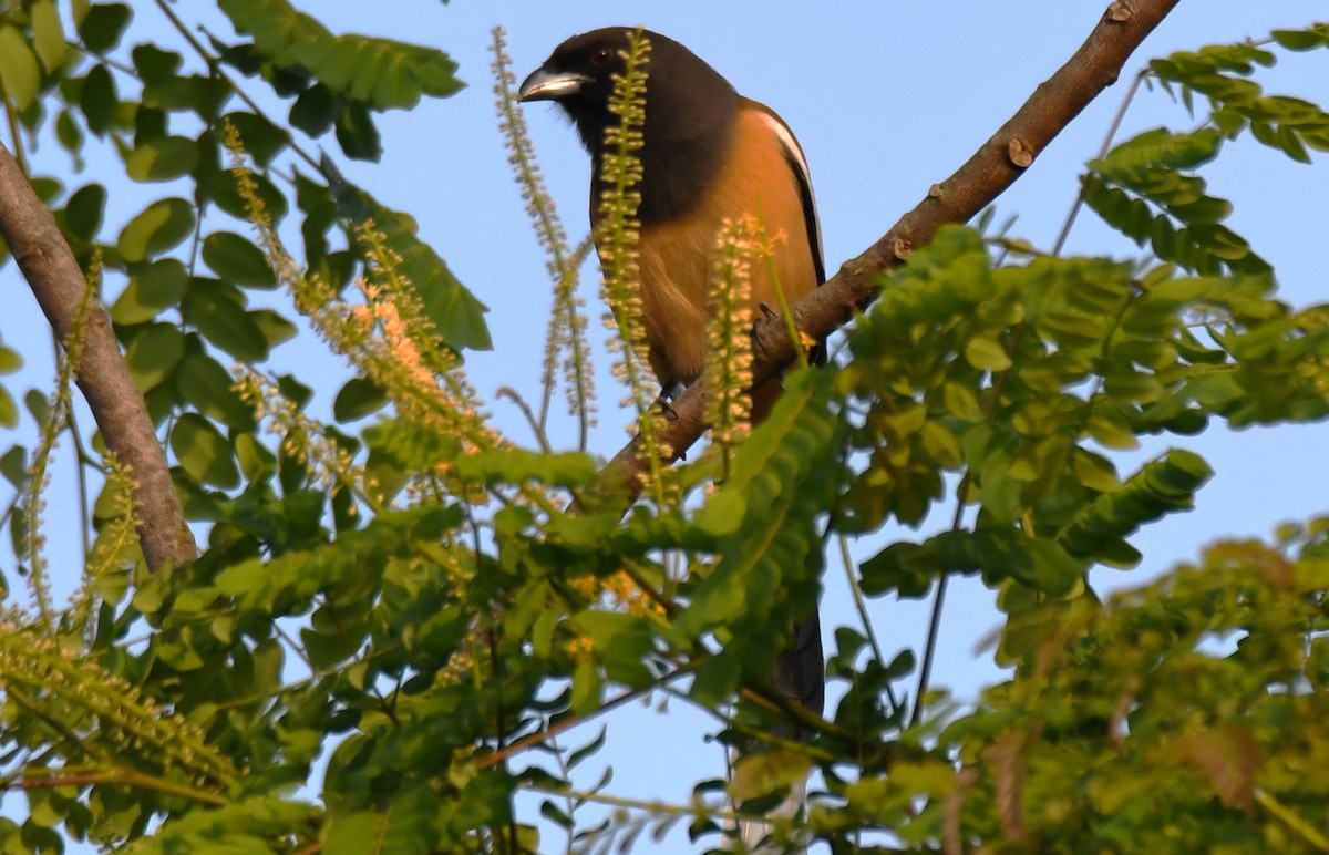 Rufous Treepie - ML647214179