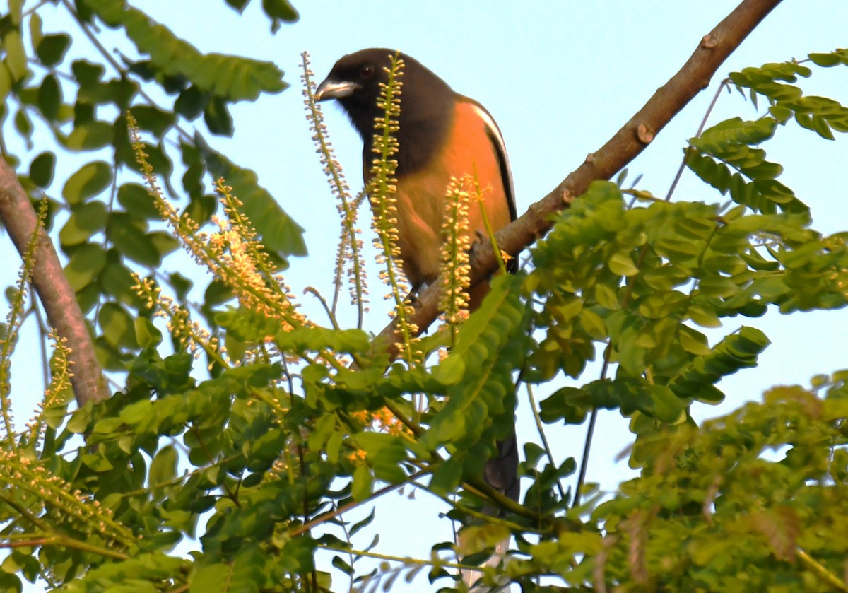 Rufous Treepie - ML647214180