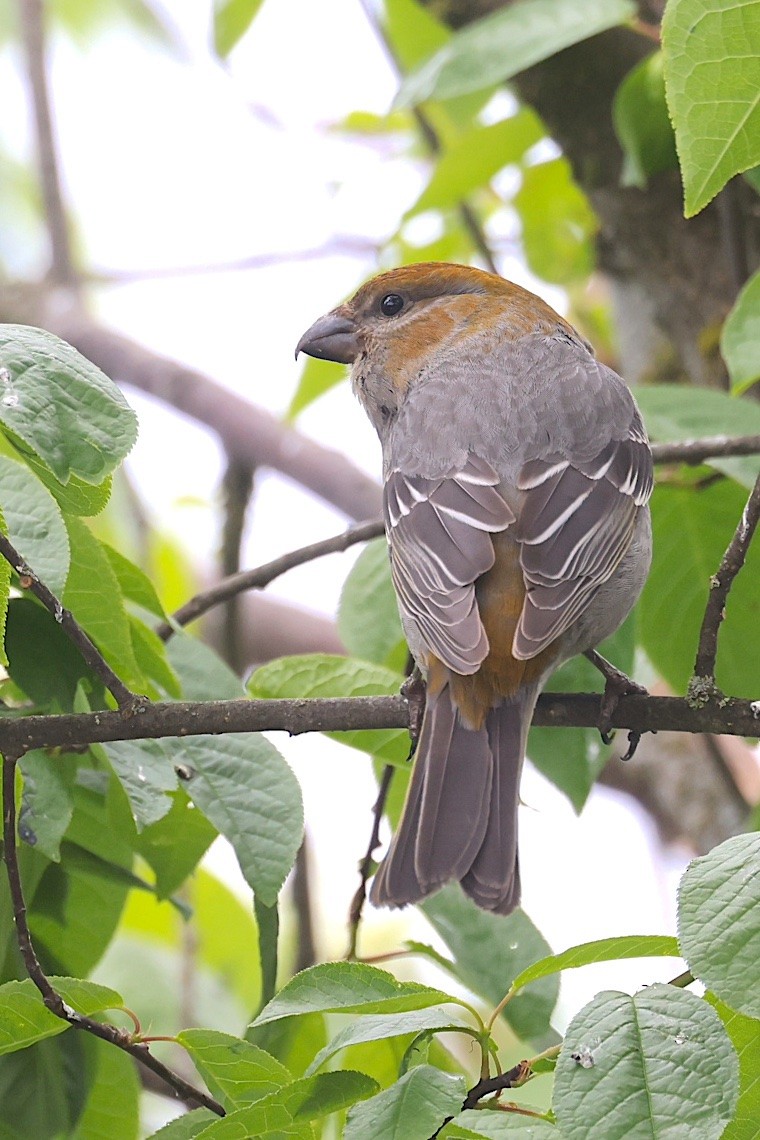 ギンザンマシコ - ML647214187