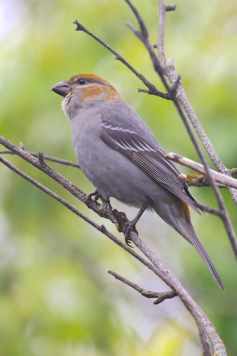 ギンザンマシコ - ML647214188