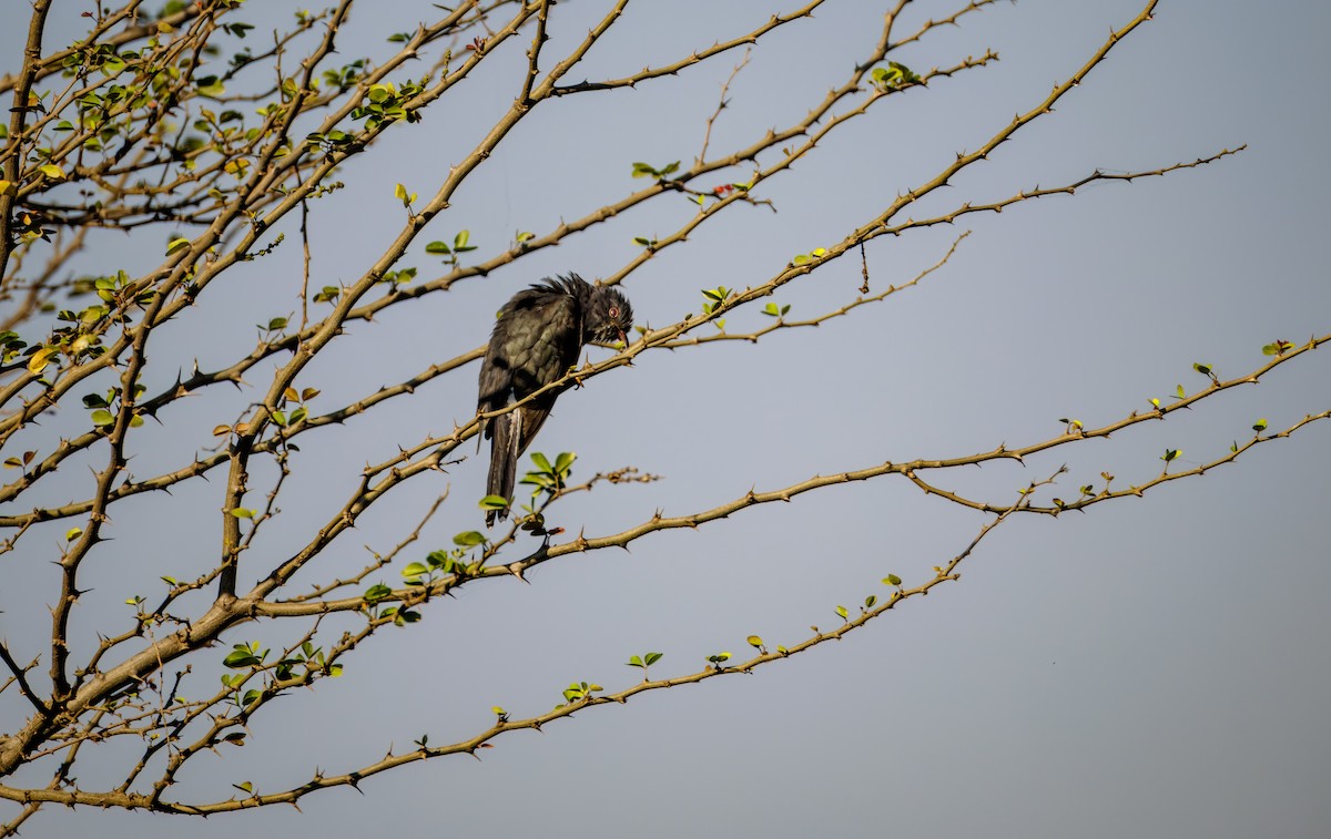 kukačka šedobřichá - ML647214192