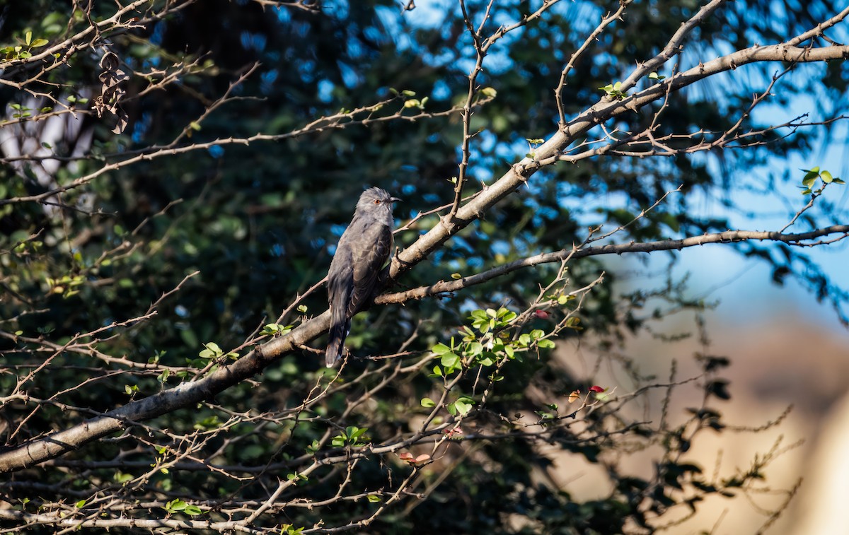 Plaintive Cuckoo - ML647214193
