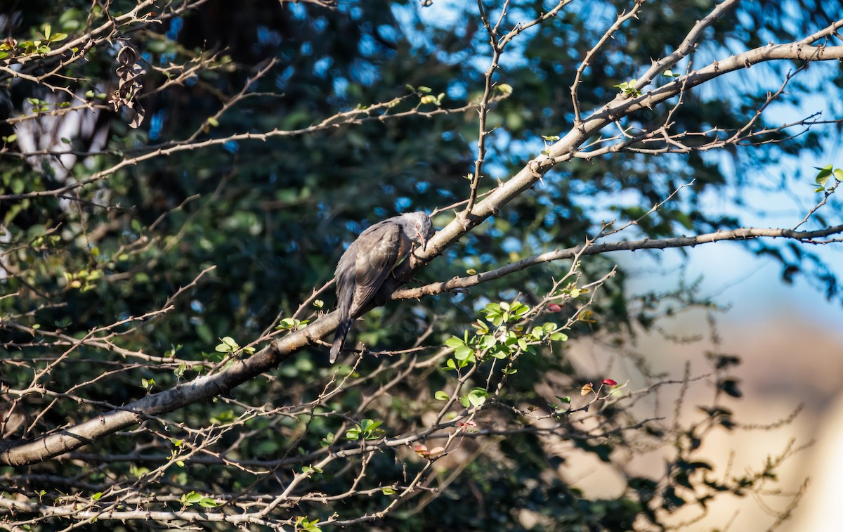 Plaintive Cuckoo - ML647214196